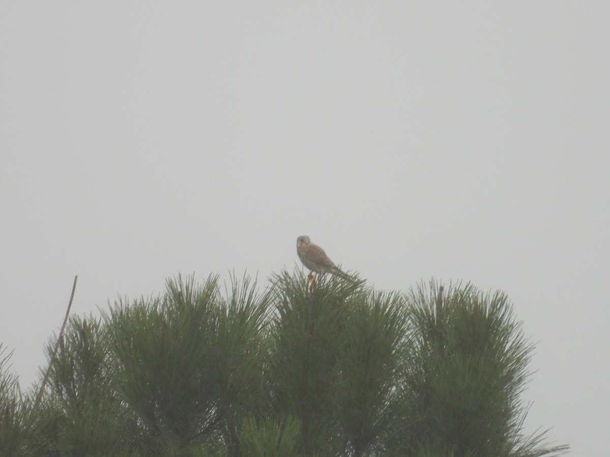 紅隼 - ML625951362