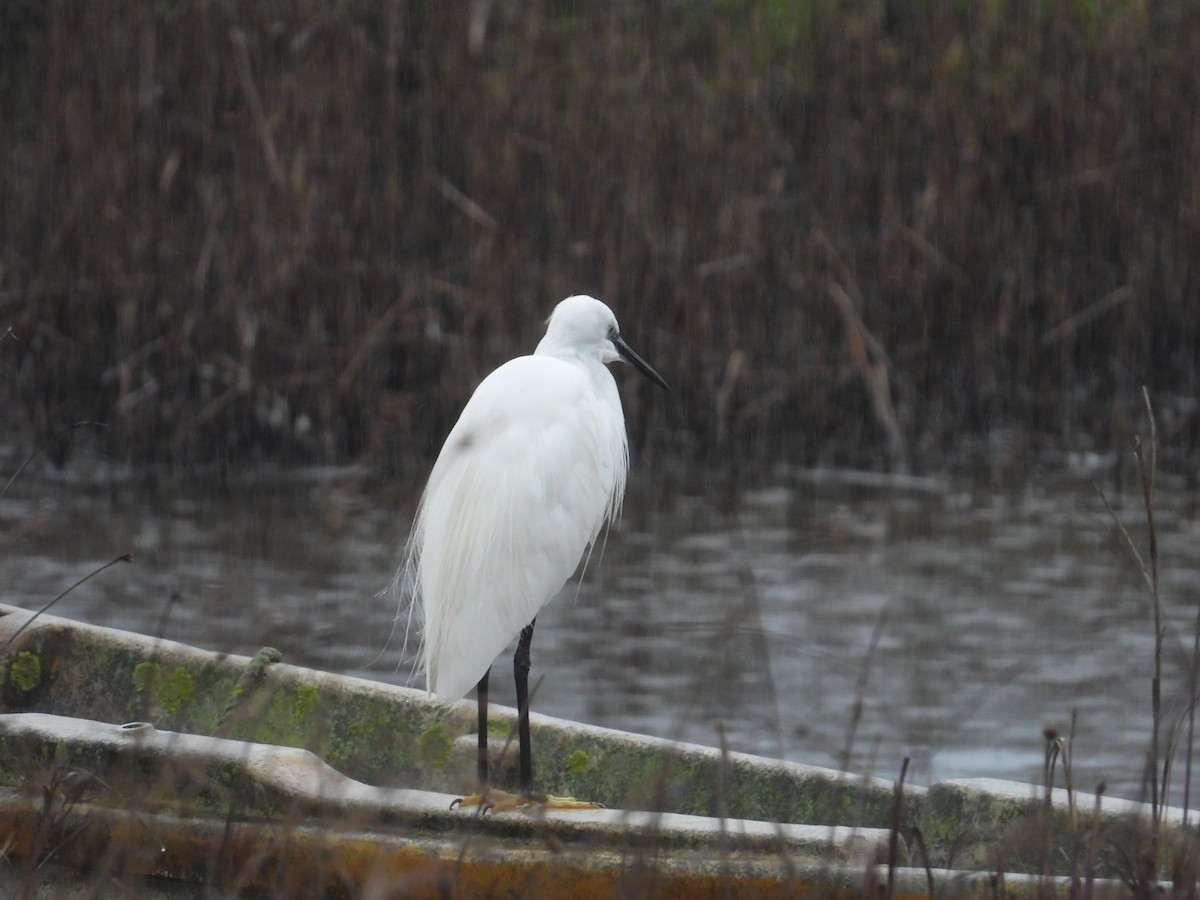 小白鷺 - ML625951380