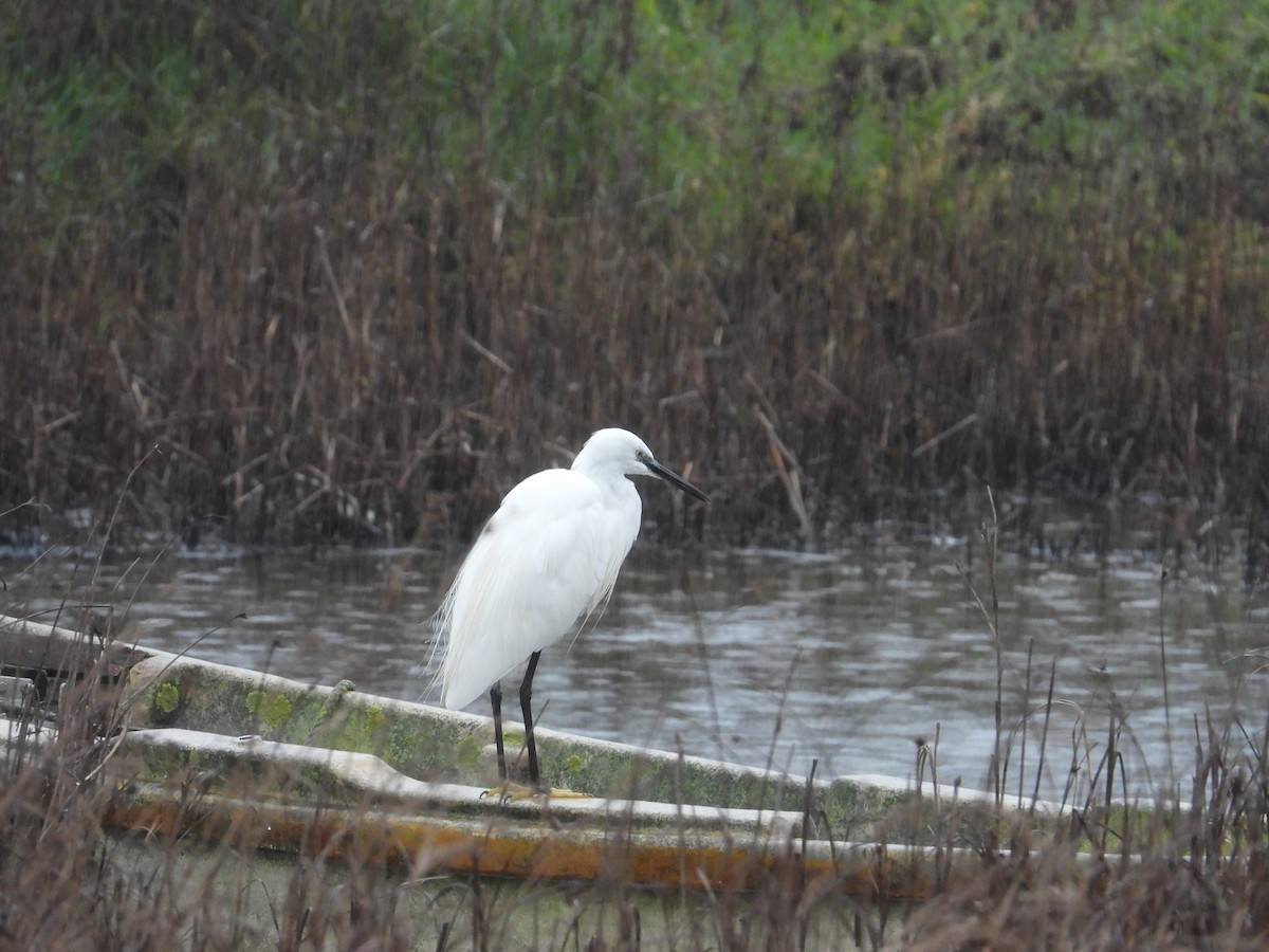 小白鷺 - ML625951381