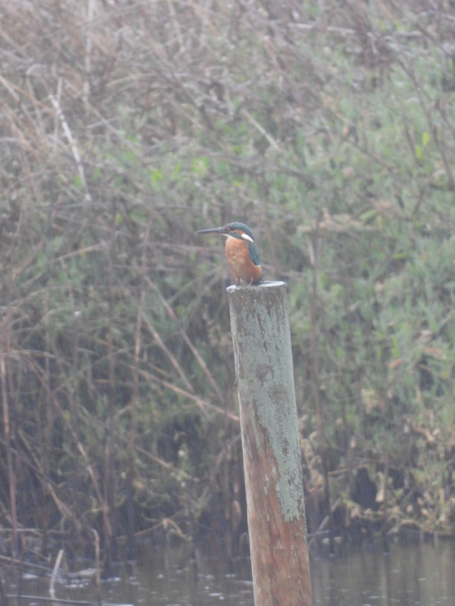 翠鳥 - ML625951387