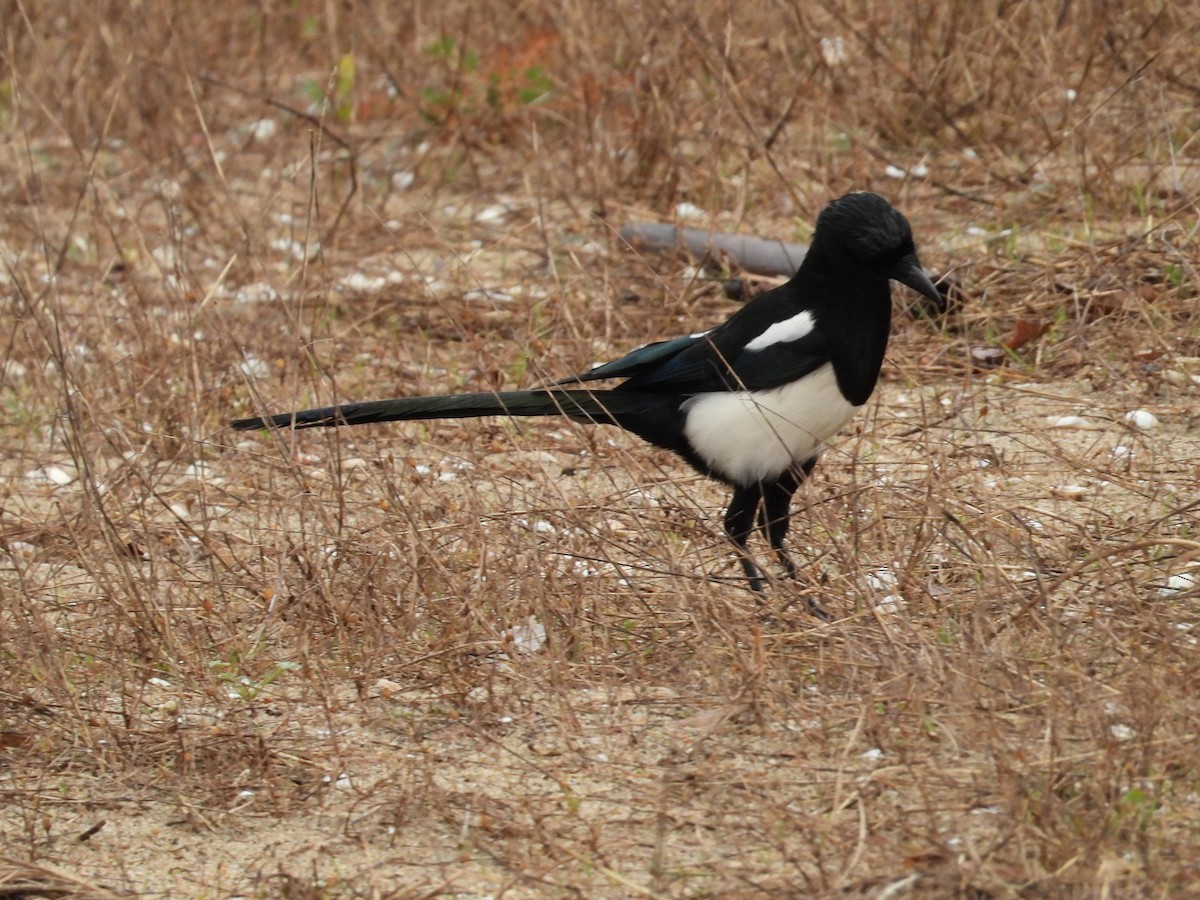 Eurasian Magpie - ML625951401