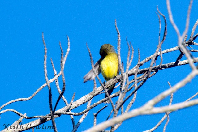Golden-bellied Flyrobin - ML625951548