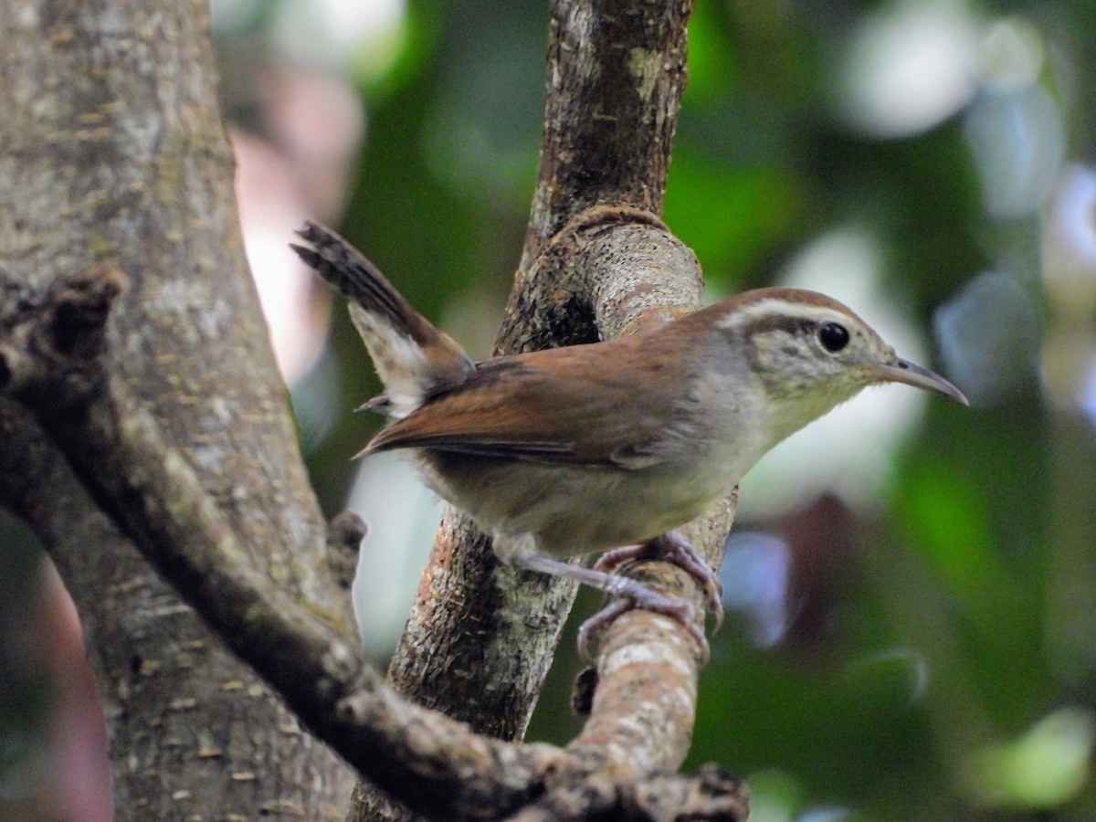 White-bellied Wren - ML625951712