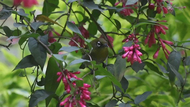 Sri Lanka White-eye - ML625951784