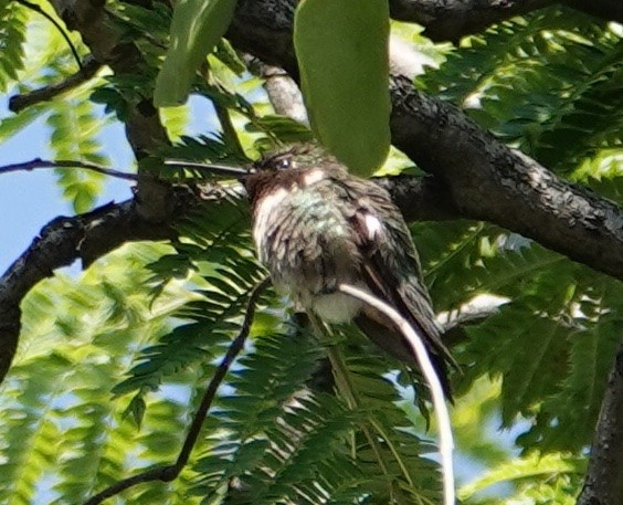 Beautiful Hummingbird - ML625951996