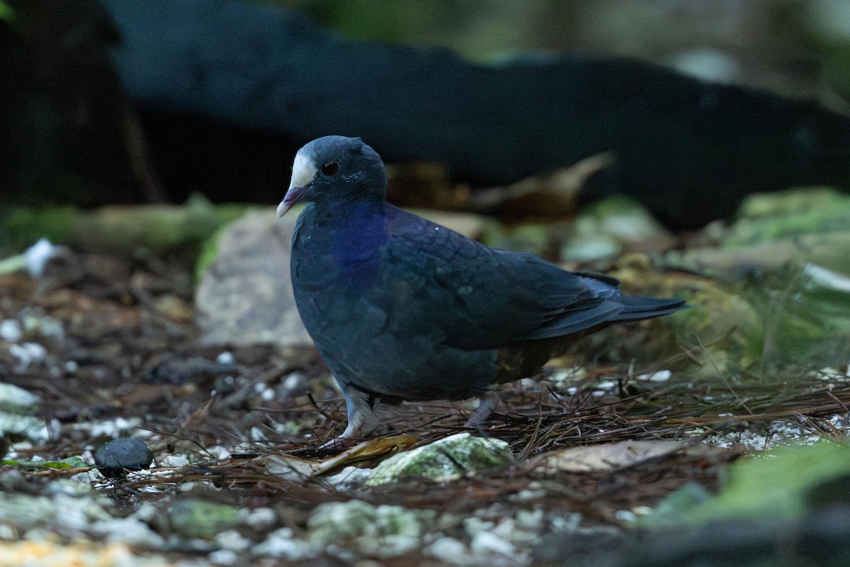 White-fronted Quail-Dove - ML625952250