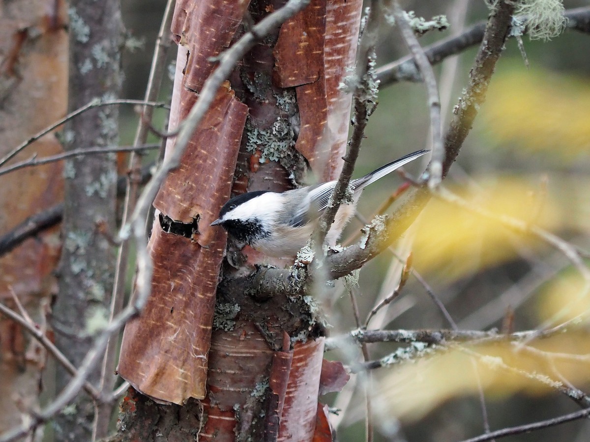 Black-capped Chickadee - ML625952339