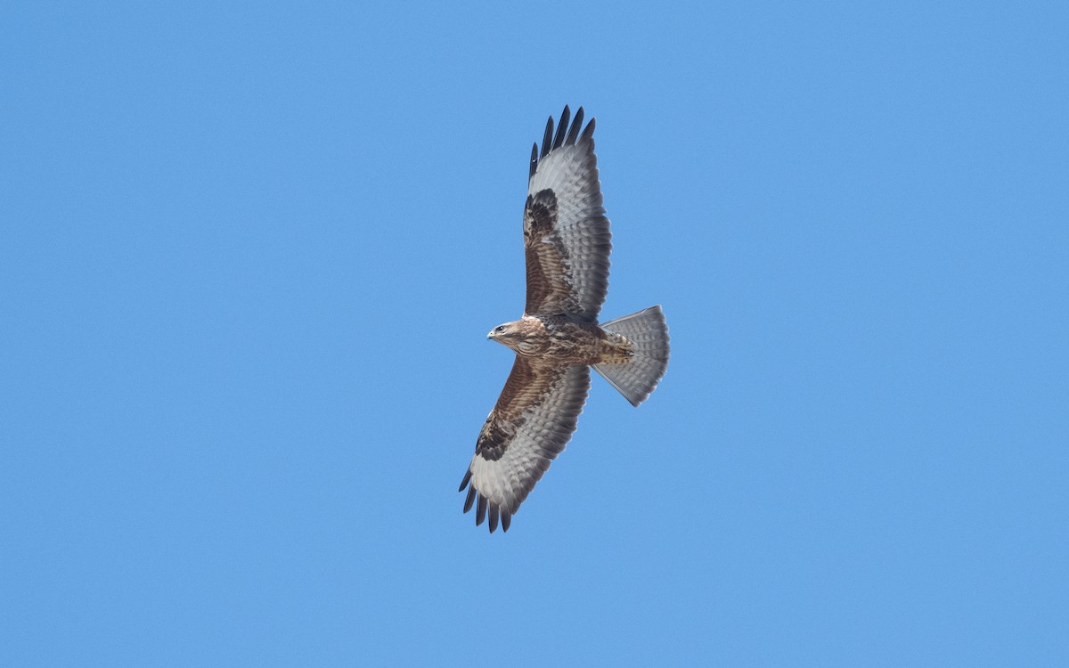 Common Buzzard - ML625952431