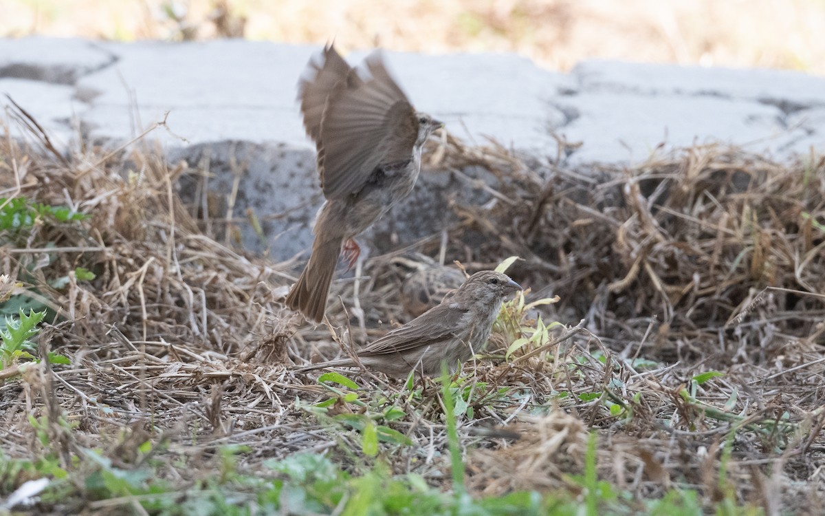 Serin du Yémen - ML625952592