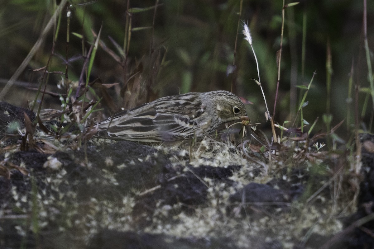 Ortolan Bunting - ML625952673
