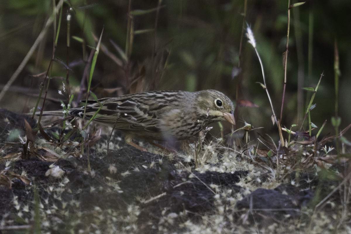 Ortolan Bunting - ML625952674