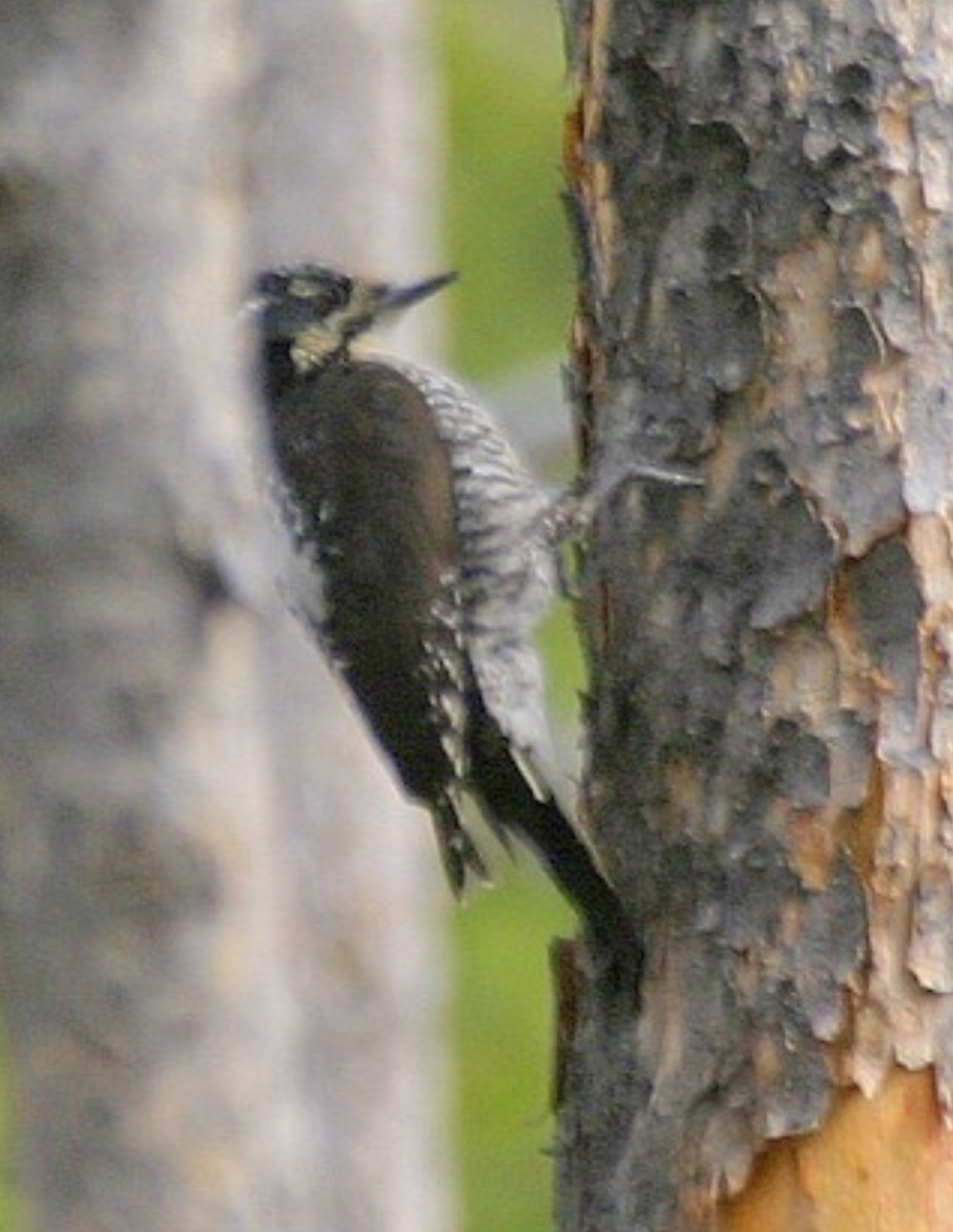 American Three-toed Woodpecker - ML625952804