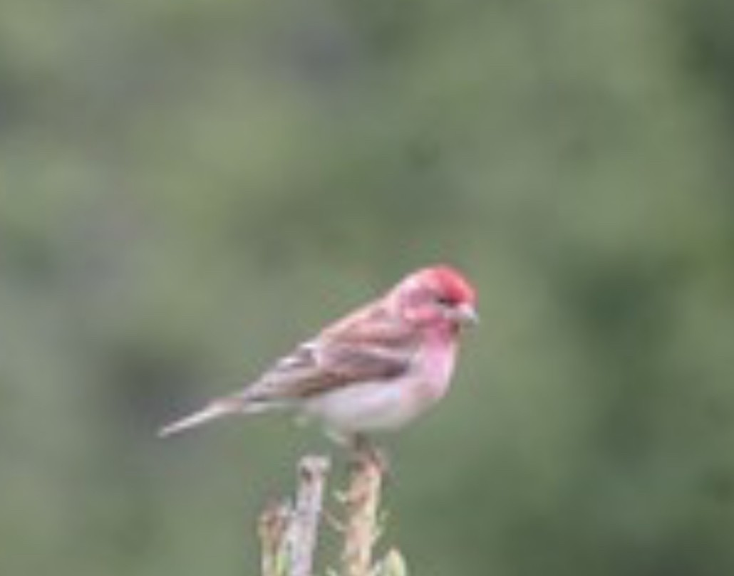 Cassin's Finch - ML625952920