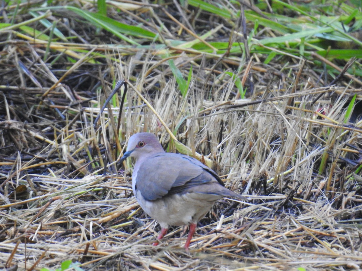 White-tipped Dove - ML625953001