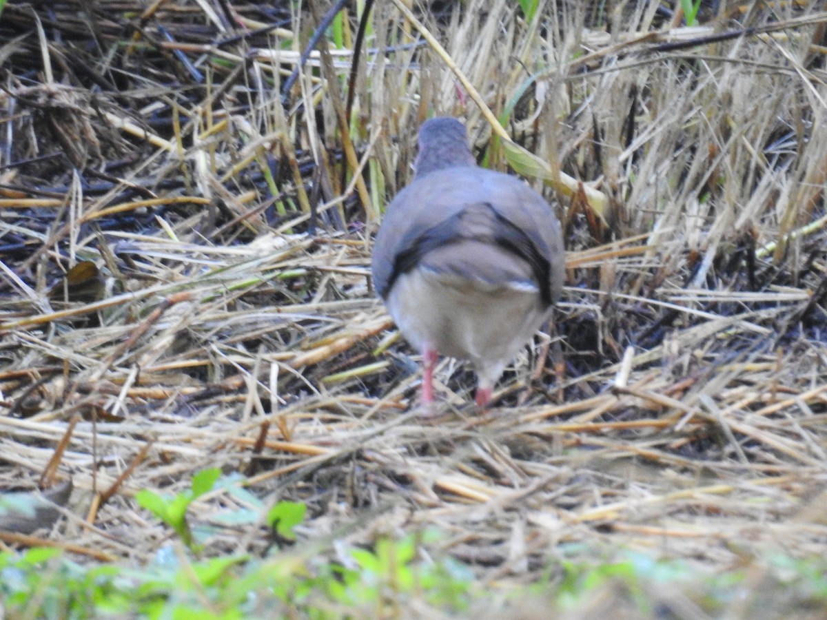 White-tipped Dove - ML625953002