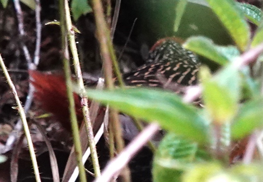Madagascar Flufftail - ML625953140