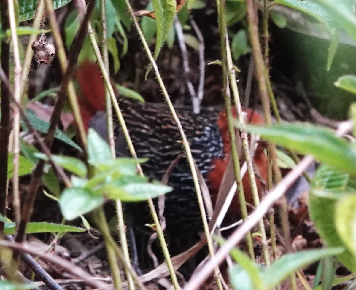 Madagascar Flufftail - ML625953141