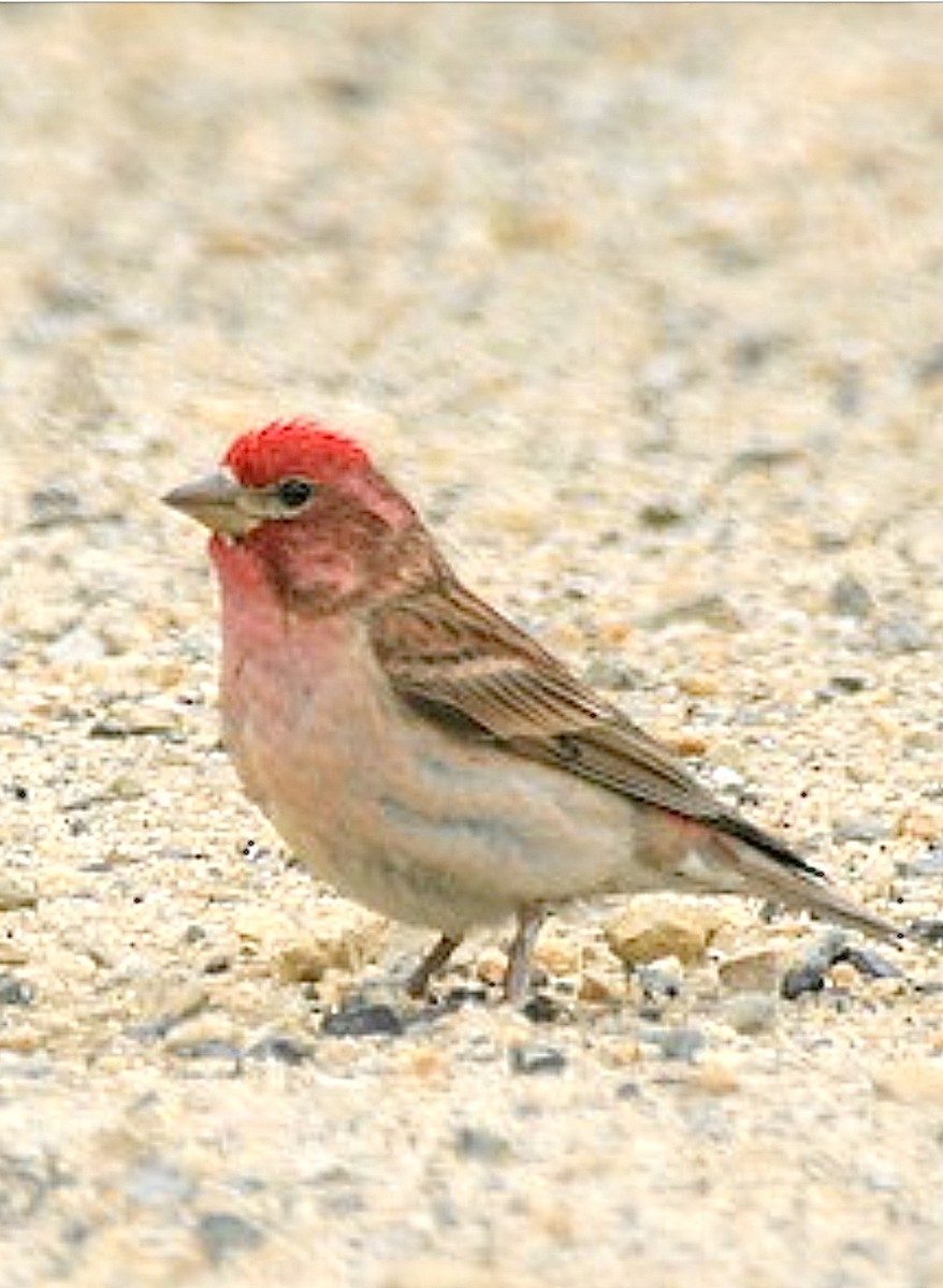 Cassin's Finch - ML625953203