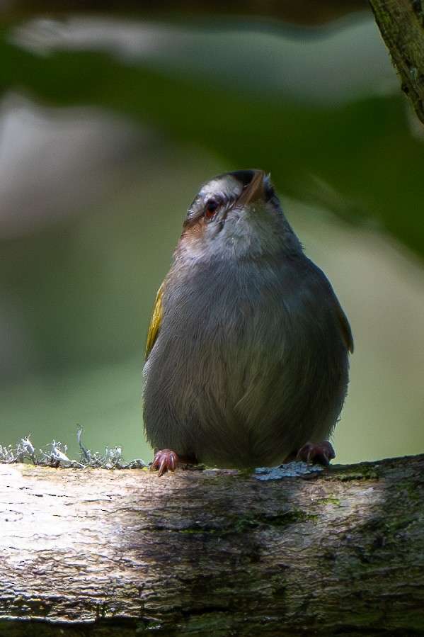 White-browed Crombec - ML625953283