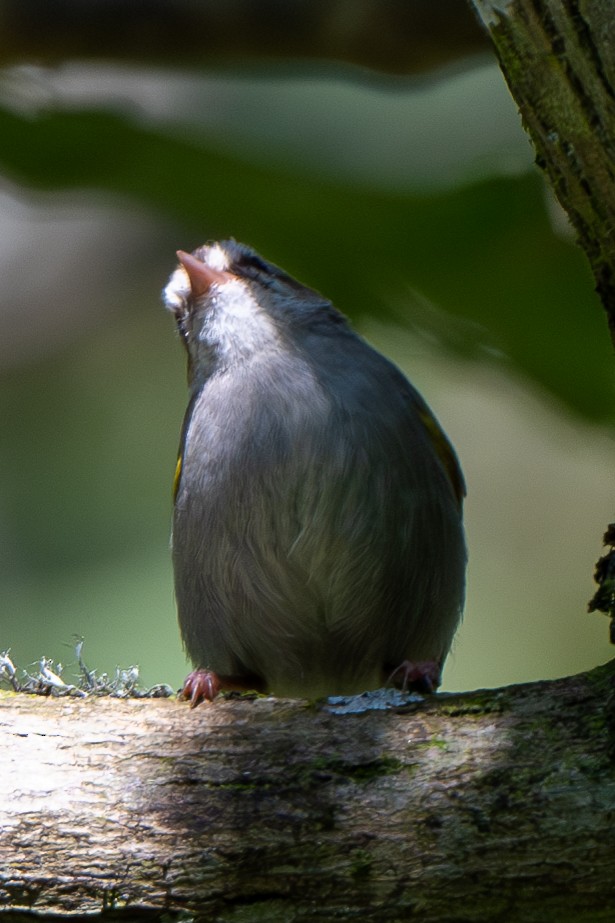 White-browed Crombec - ML625953286