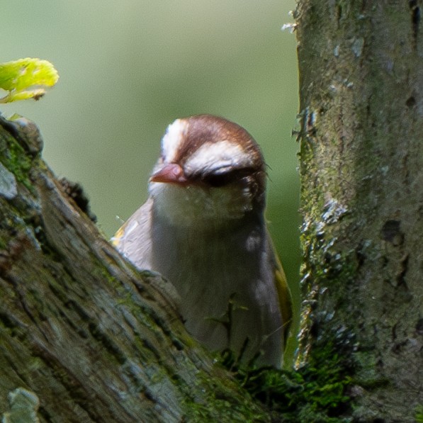 White-browed Crombec - ML625953289