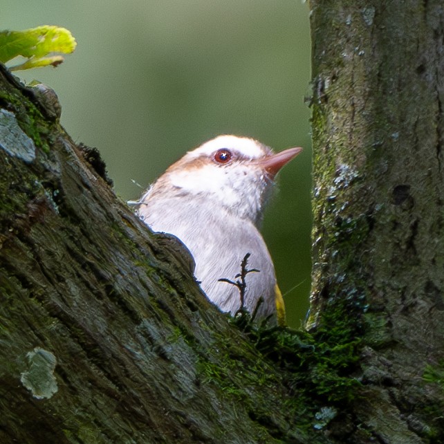 White-browed Crombec - ML625953291