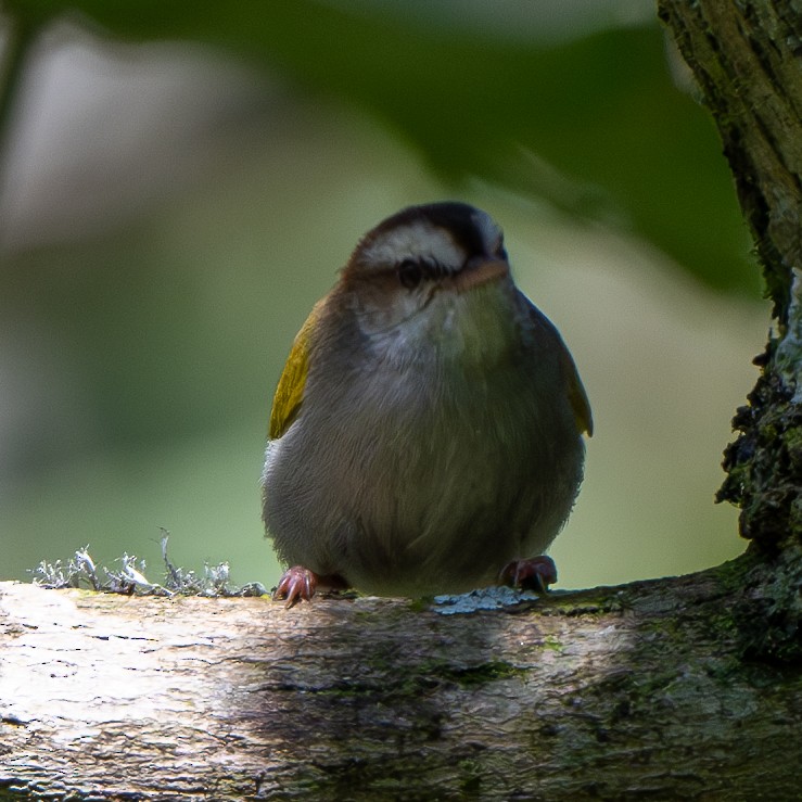 White-browed Crombec - ML625953293