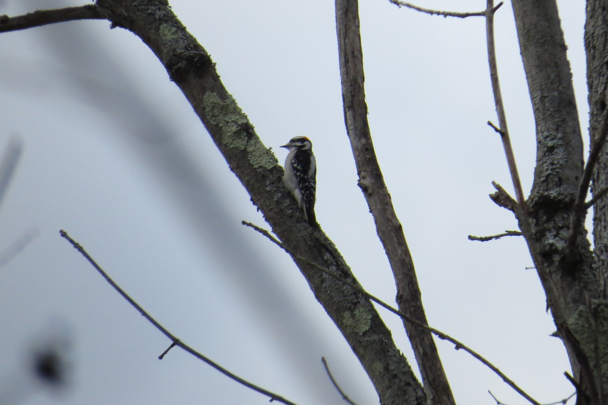 Downy Woodpecker - ML625953423