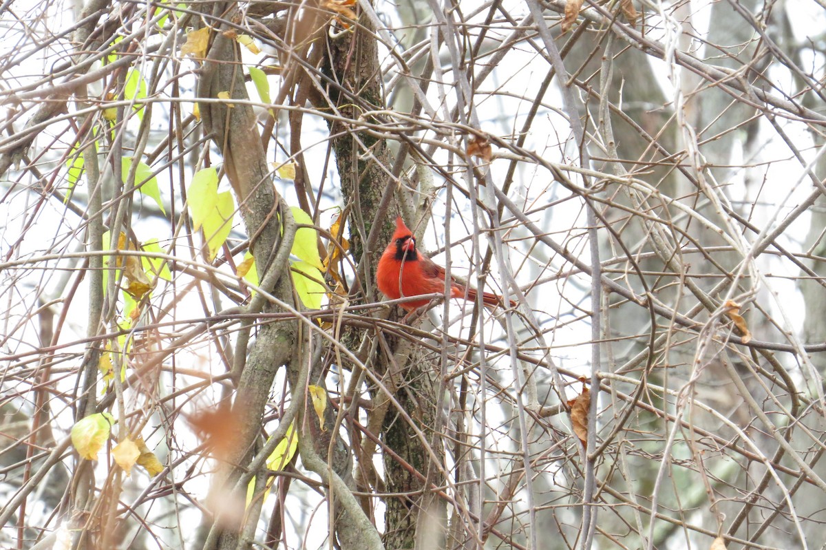 Northern Cardinal - ML625953440