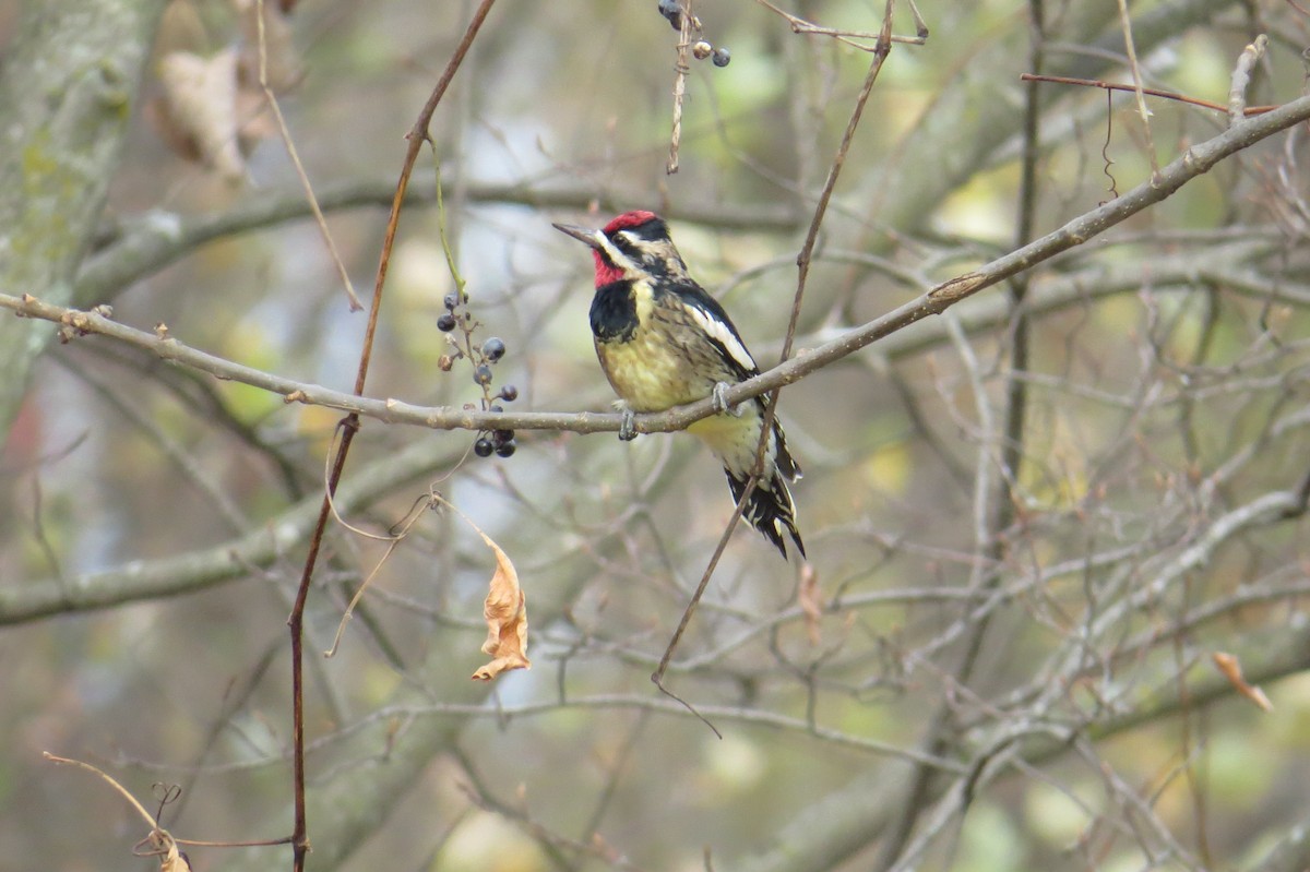 Yellow-bellied Sapsucker - ML625953471