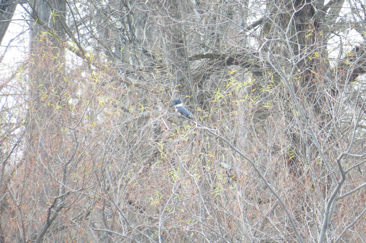 Belted Kingfisher - ML625953483