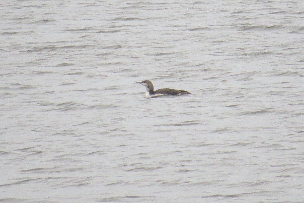 Red-throated Loon - ML625953486