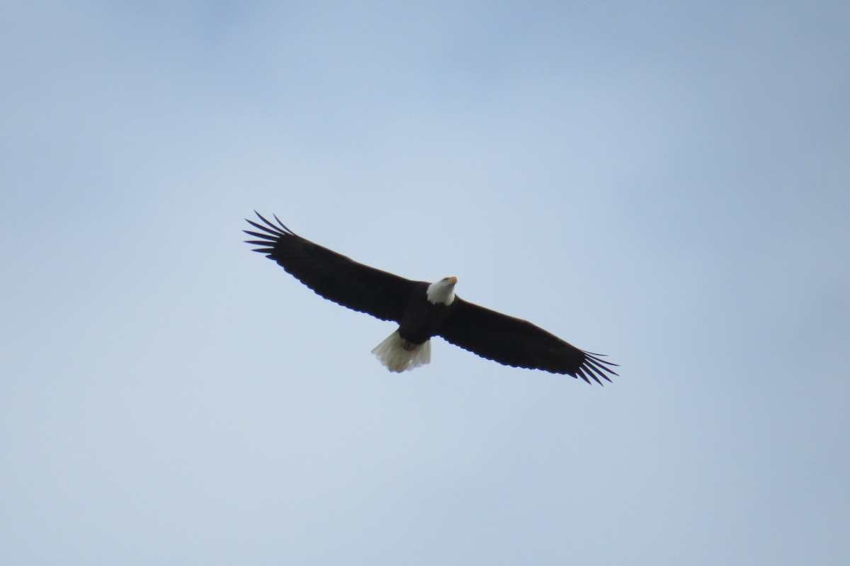 Bald Eagle - ML625953502