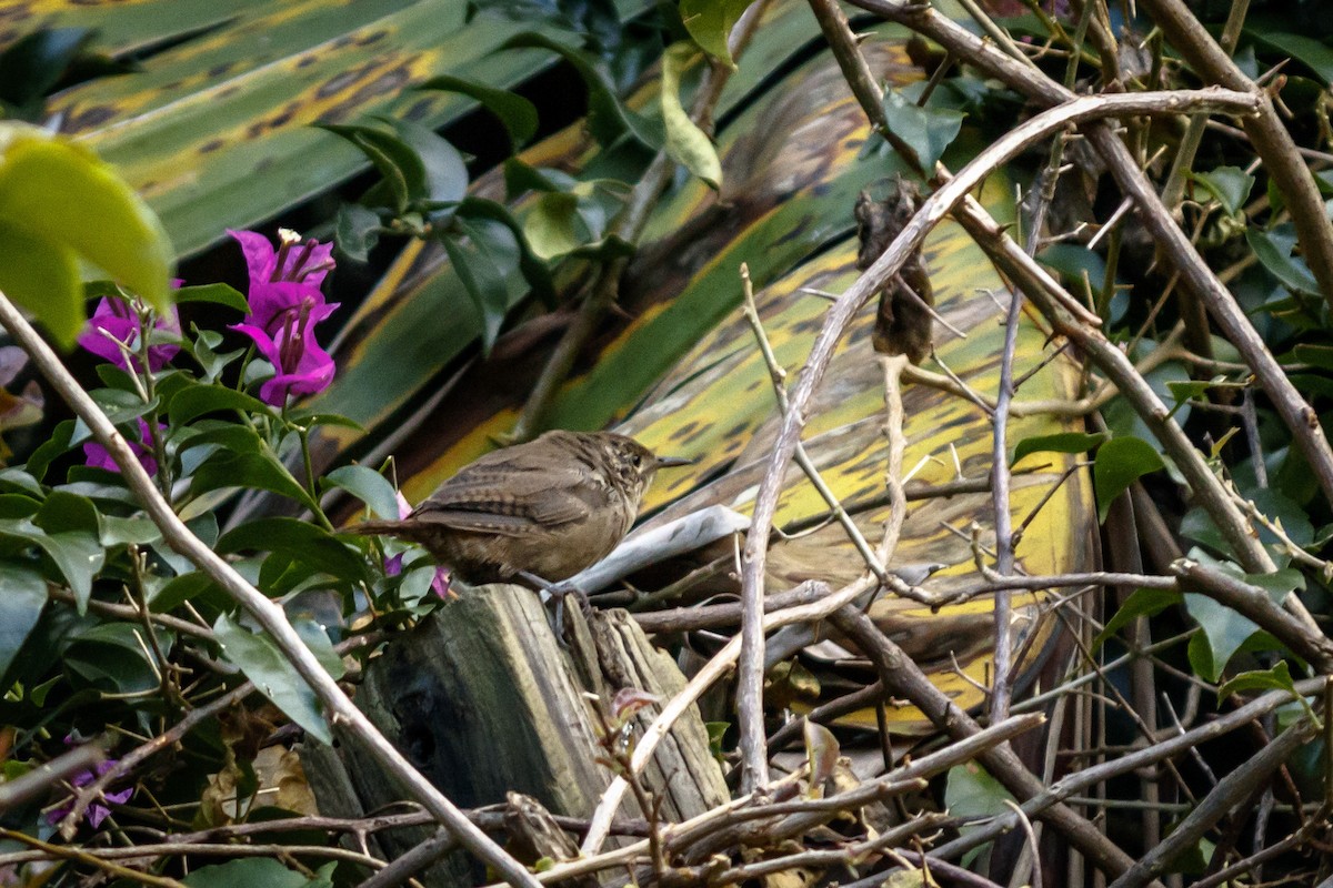 Southern House Wren - ML625953613