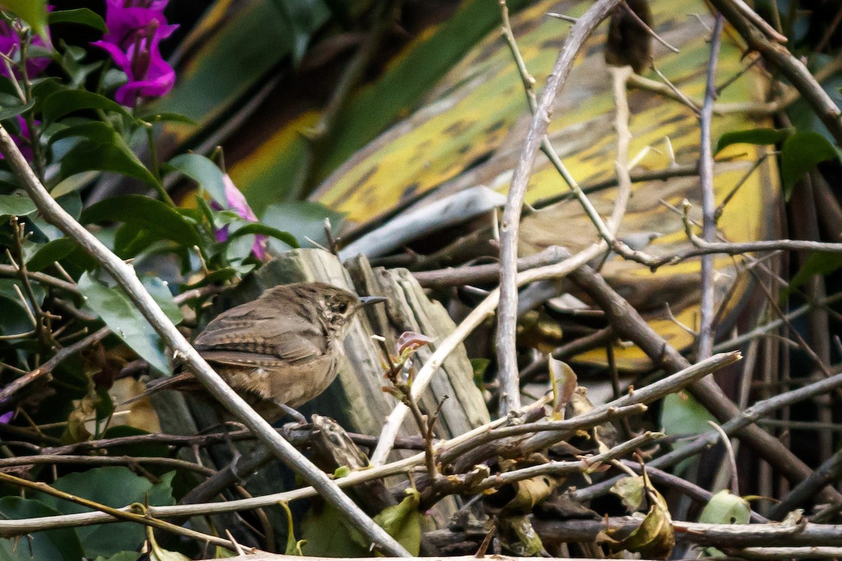 Southern House Wren - ML625953614