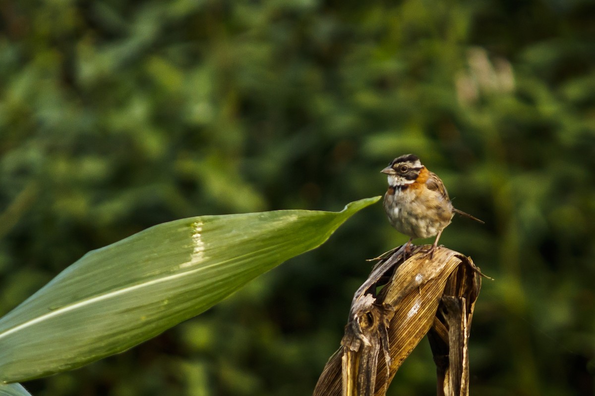 Rufous-collared Sparrow - ML625953622