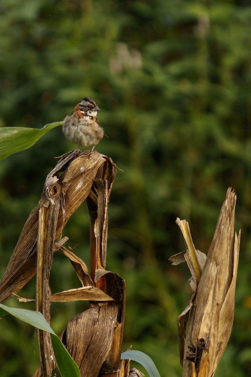 Rufous-collared Sparrow - ML625953623