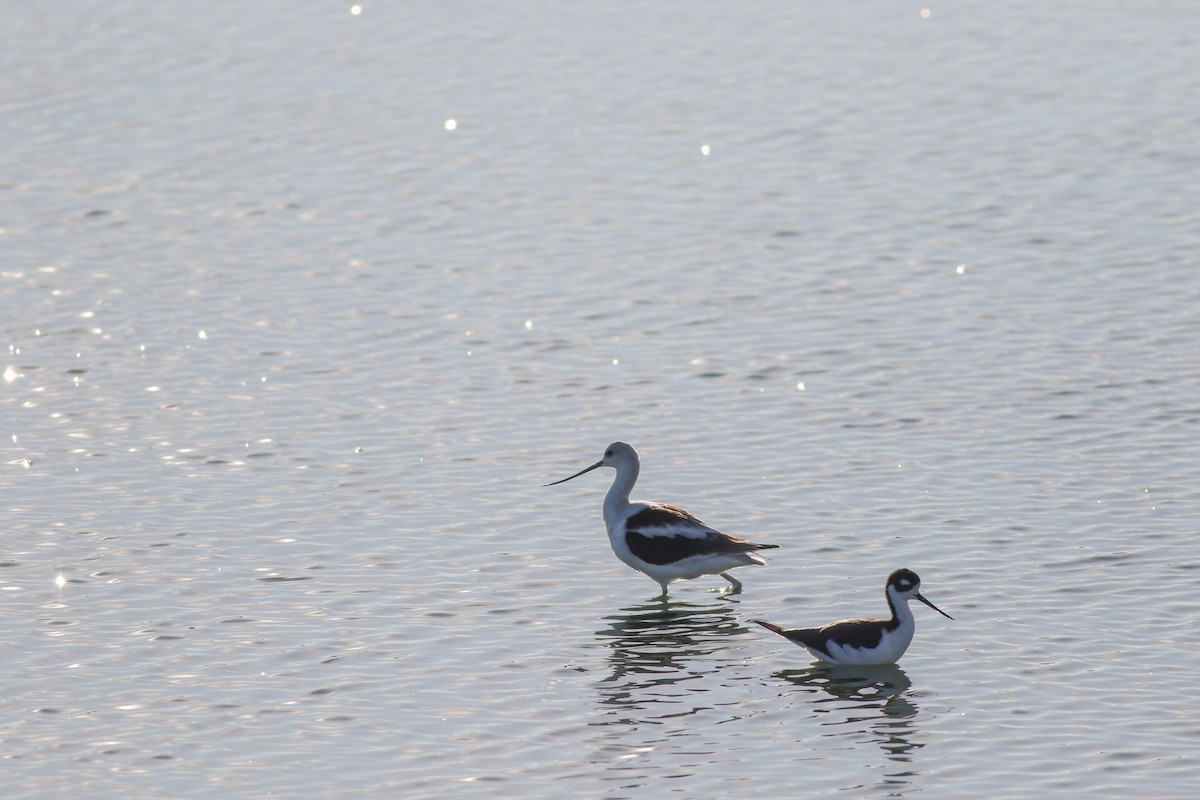 tenkozobec americký - ML625953646