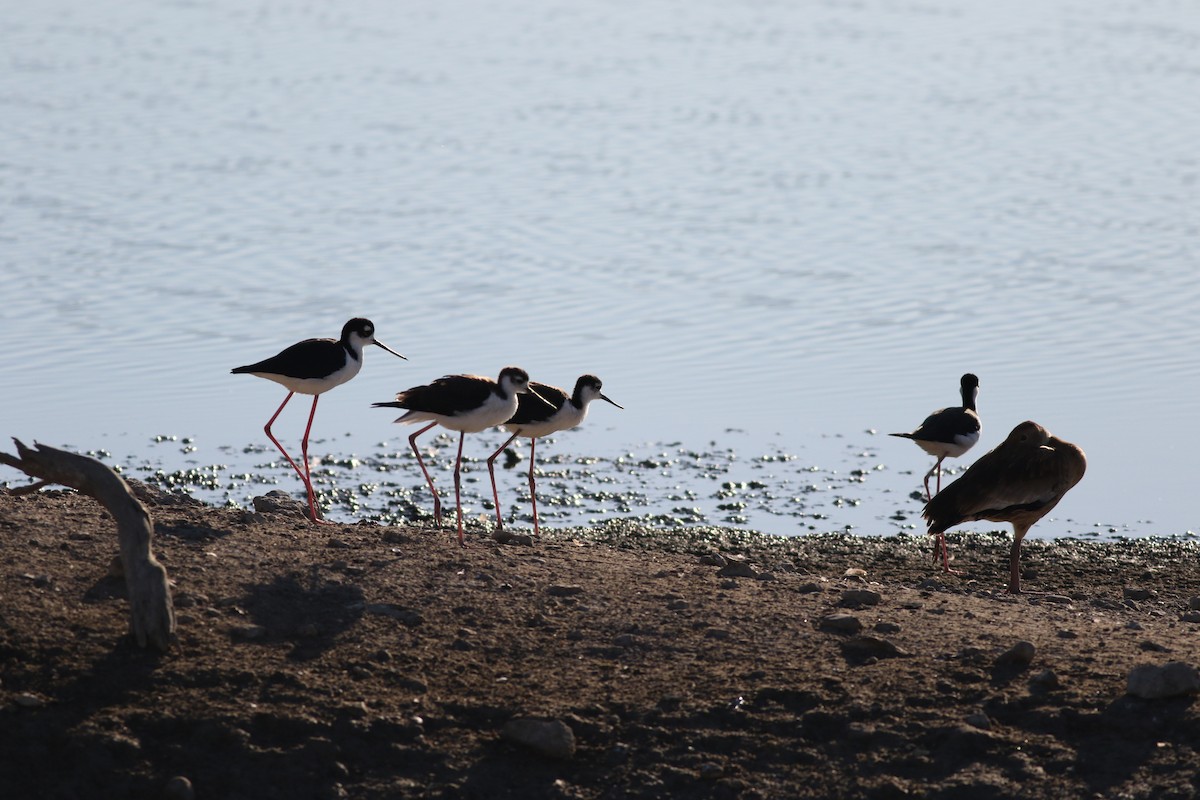 pisila černokrká - ML625953660