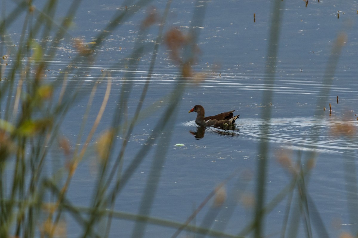 Common Gallinule - ML625953683