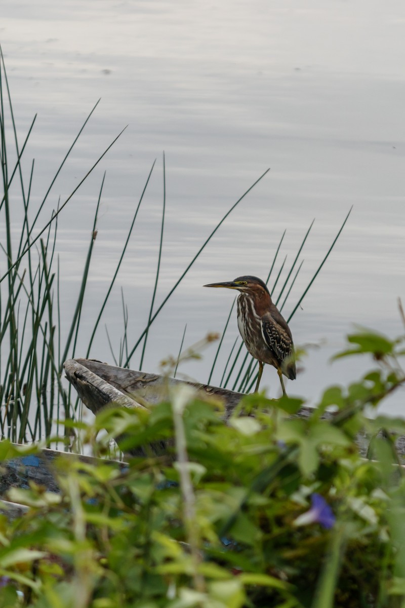 Green Heron - ML625953688