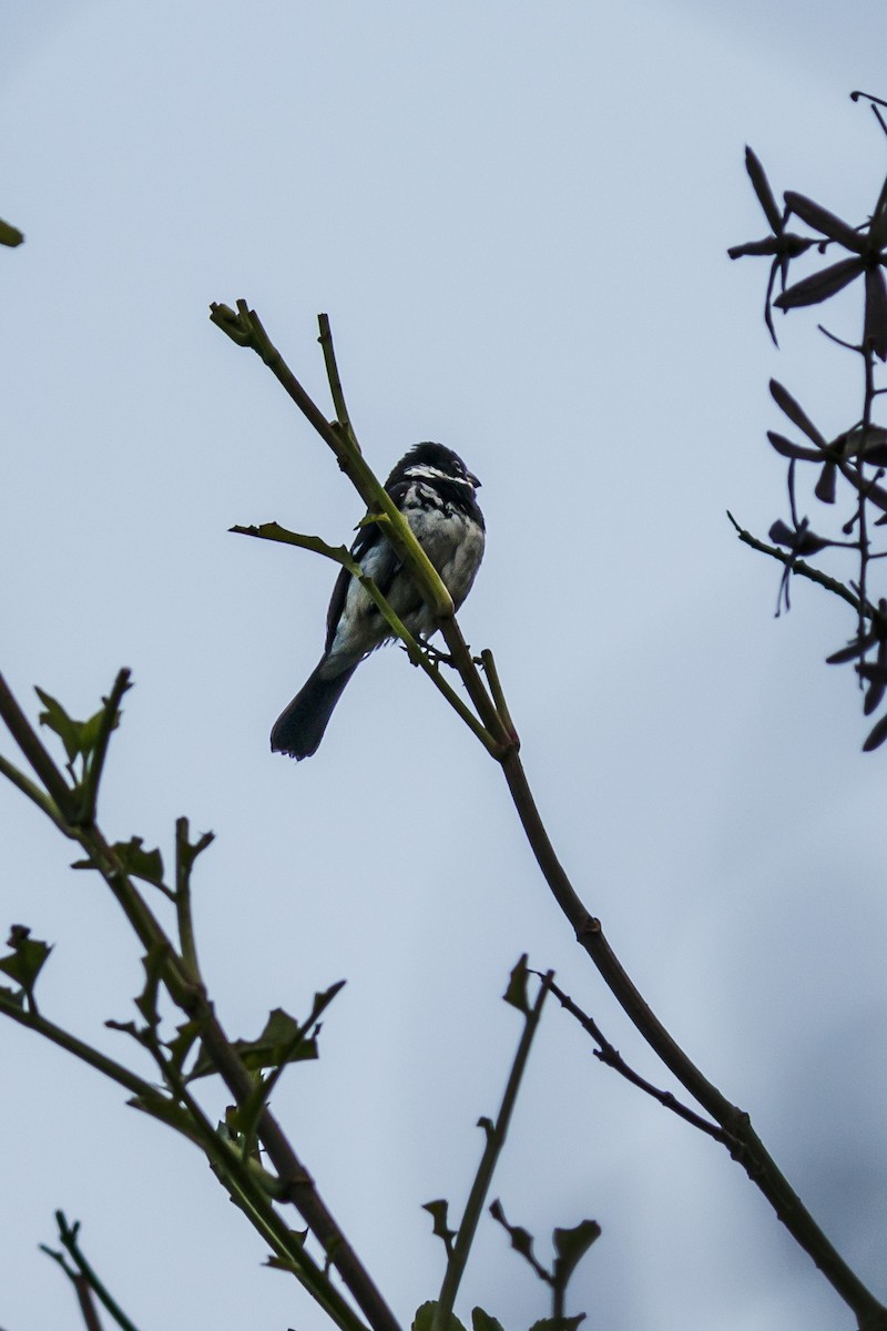 Morelet's Seedeater - ML625953695