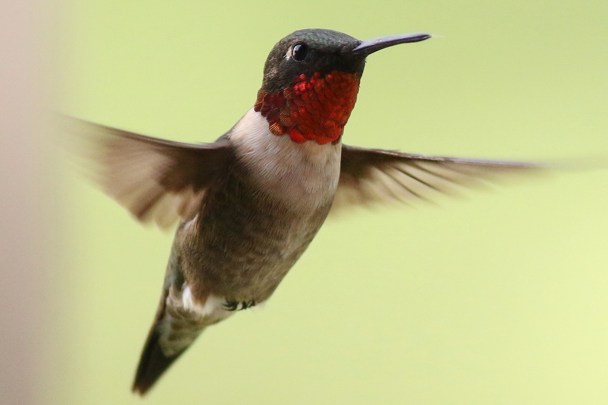 kalypta rubínohrdlá - ML625953716