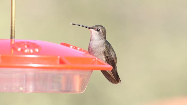 Black-chinned Hummingbird - ML625953724