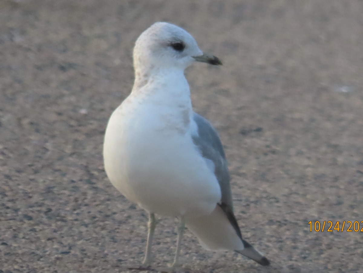 Short-billed Gull - ML625953728