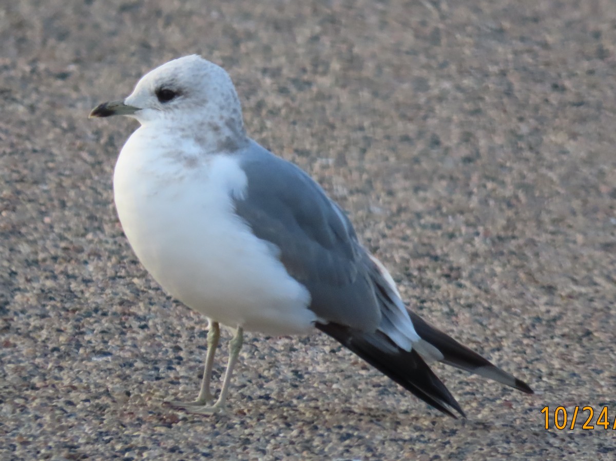 Short-billed Gull - ML625953741