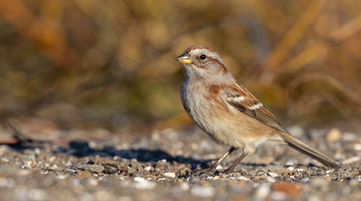 American Tree Sparrow - ML625953947