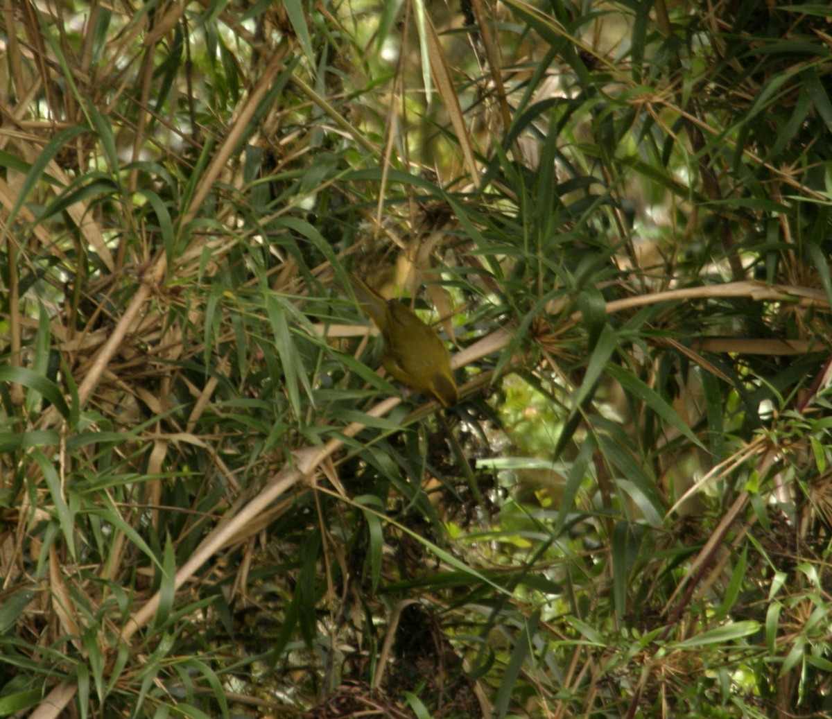 Parodi's Hemispingus - ML625953978