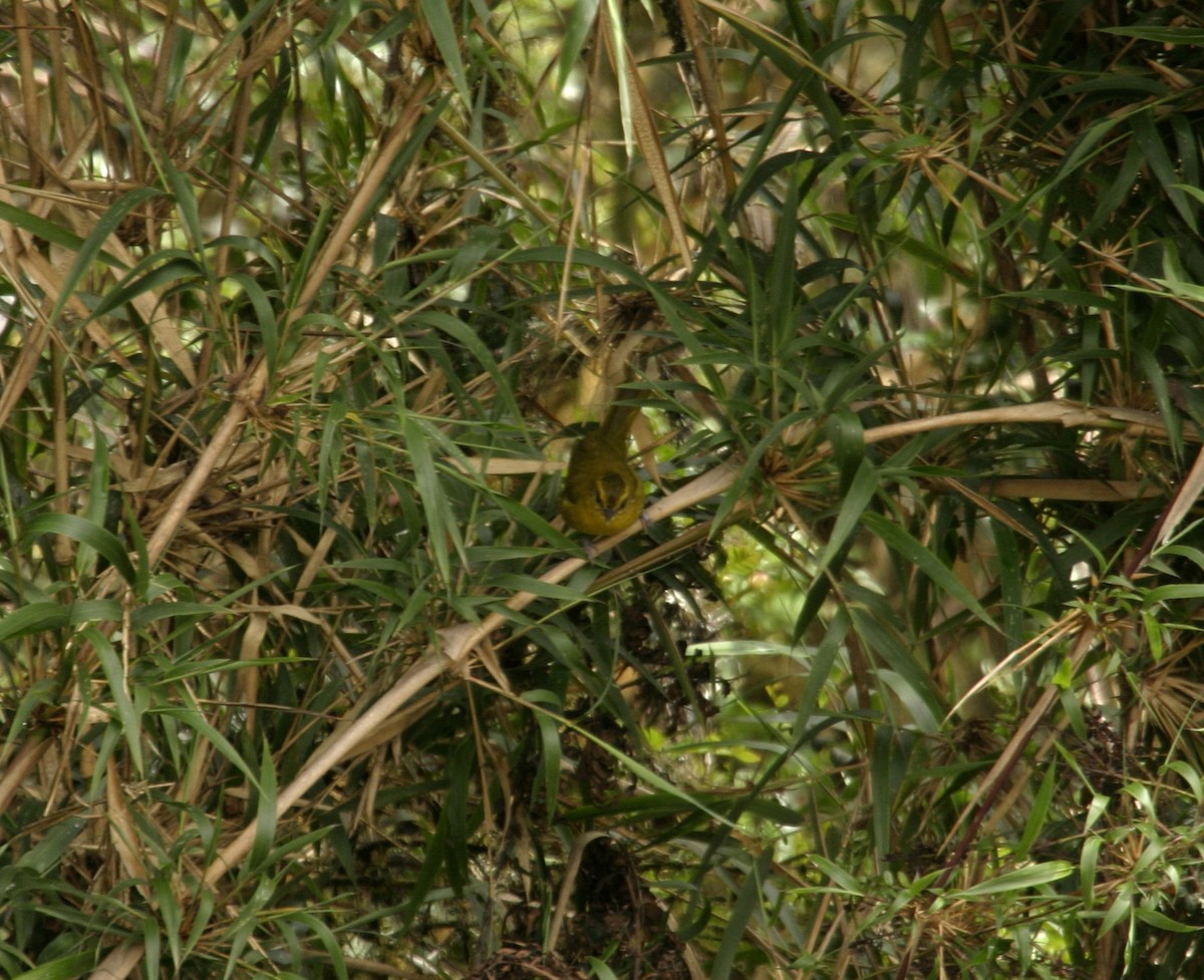 Parodi's Hemispingus - ML625953980