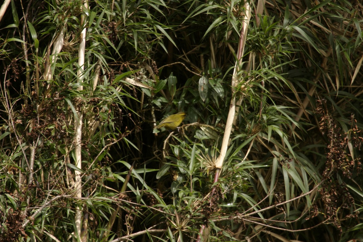 Parodi's Hemispingus - ML625953981